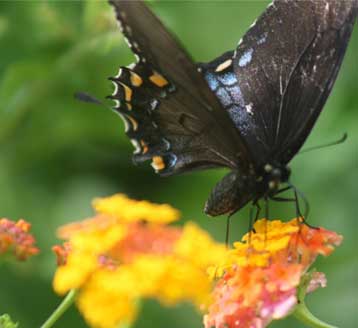 Butterfly Garden