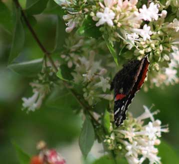 Butterfly Garden