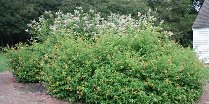 Butterfly Garden