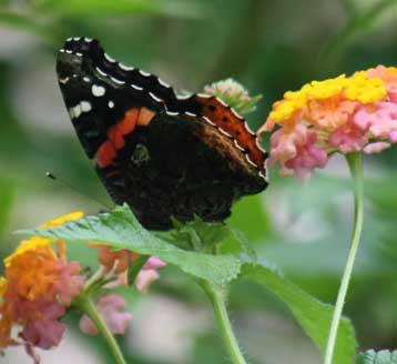 Butterfly Garden