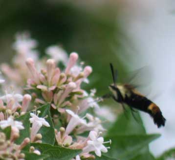 Butterfly Garden