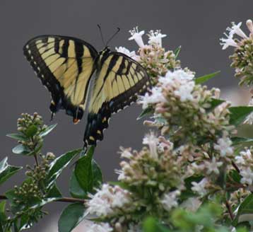 Butterfly Garden